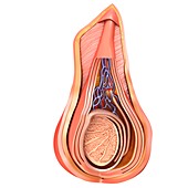 Scrotal layers of testis, illustration