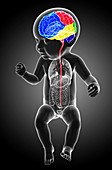 Baby's brain regions and spinal cord, illustration