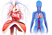 Female heart and diaphragm, illustration