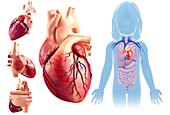 Child's heart anatomy, illustration
