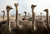 Group of ostriches
