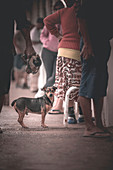 Street dog, Santa Catarina, Brazil