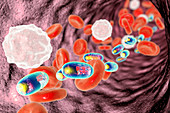 Chitosan nanoparticles in blood, illustration