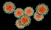 Measles virus, illustration