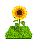 Sunflower, illustration