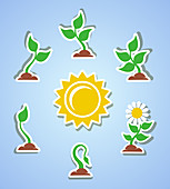 Plant growth, illustration