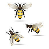 Bees, illustration