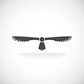 Flying bird, illustration
