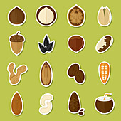Nuts, illustration