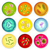 Microbes on Petri dishes, illustration