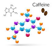 Caffeine molecule, illustration