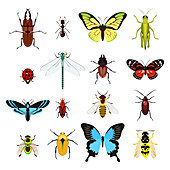 Insects, illustration