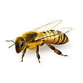 Bee, illustration