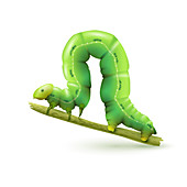 Caterpillar, illustration