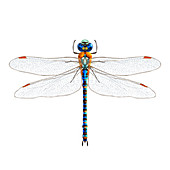 Dragonfly, illustration