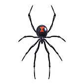 Spider, illustration