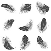 Feather icons, illustration