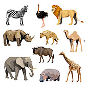 African animals, illustration