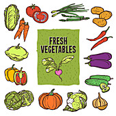 Vegetables, illustration