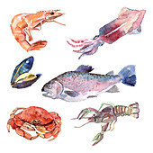 Seafood, illustration