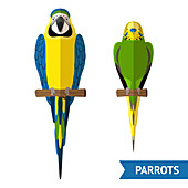 Parrots, illustration