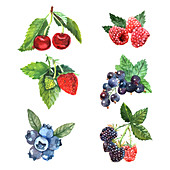 Berries, illustration