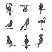 Tropical birds, illustration
