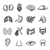 Human organ icons, illustration