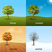 Four seasons, illustration