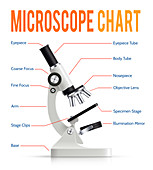 Light microscope, illustration