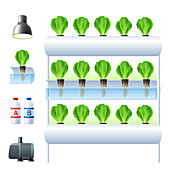 Hydroponics, illustration