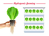 Hydroponics, illustration