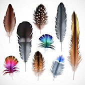 Feathers, illustration
