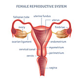 Female reproductive system, illustration