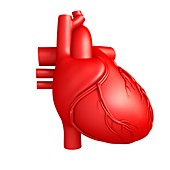 Human heart anatomy, illustration