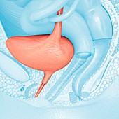 Female bladder and urethra, illustration