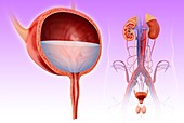 Male bladder and urinary system, illustration