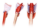 Thyroid cartilage anatomy, illustration