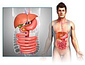 Male digestive system, illustration