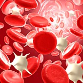 Red and white blood cells, illustration