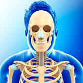 Male skeletal anatomy, illustration