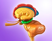 Human brain structures, illustration
