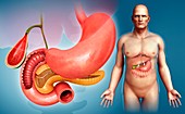Male digestive system organs, illustration