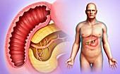 Male pancreas and duodenum, illustration