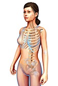 Female skeletal system, illustration