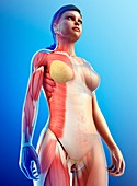 Female muscle anatomy, illustration