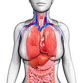 Female body organs, illustration