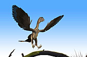Archaeopteryx dinosaur, illustration