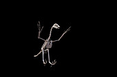 Archaeopteryx skeleton, illustration
