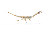 Coelophysis skeleton, illustration
